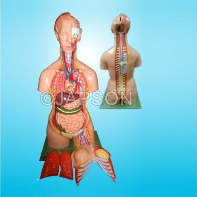 Human Torso with Muscles and Open Back, 27 Parts Human Torso with Muscles and Open Back, 27 Parts